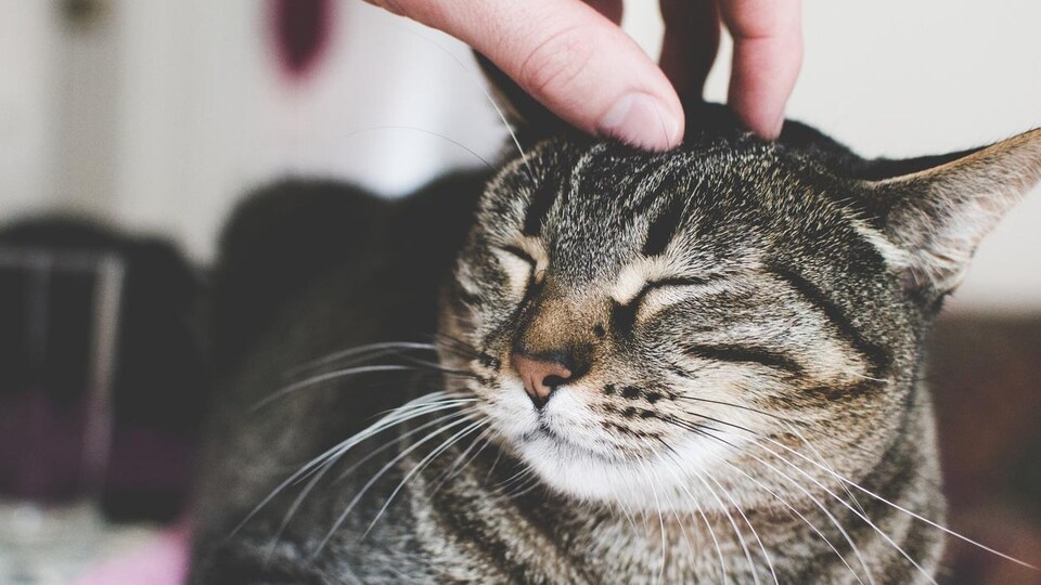 Une femme caresse un chat.