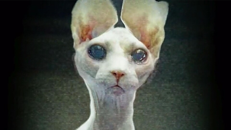 C'est un chat qui ressemble à un extraterrestre.