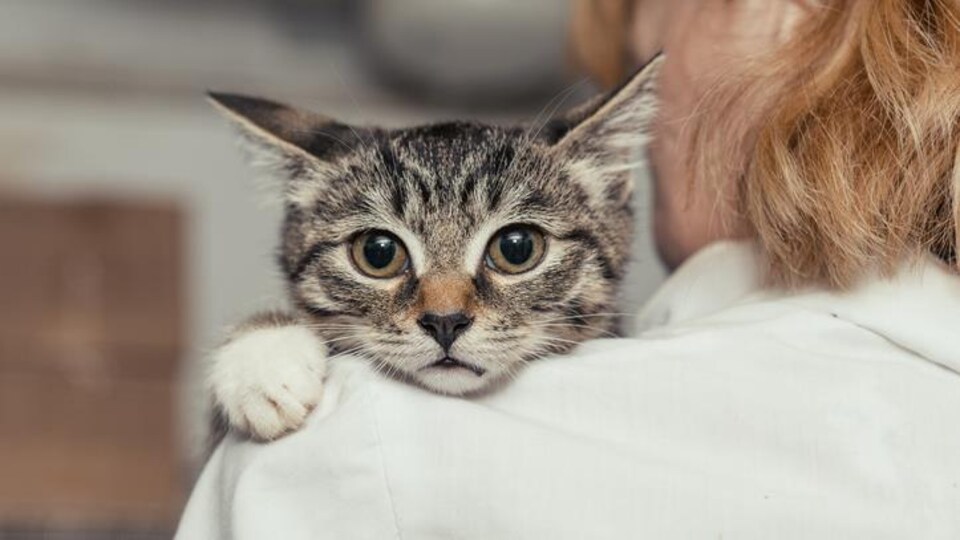 Un chat sur l'épaule d'une femme.