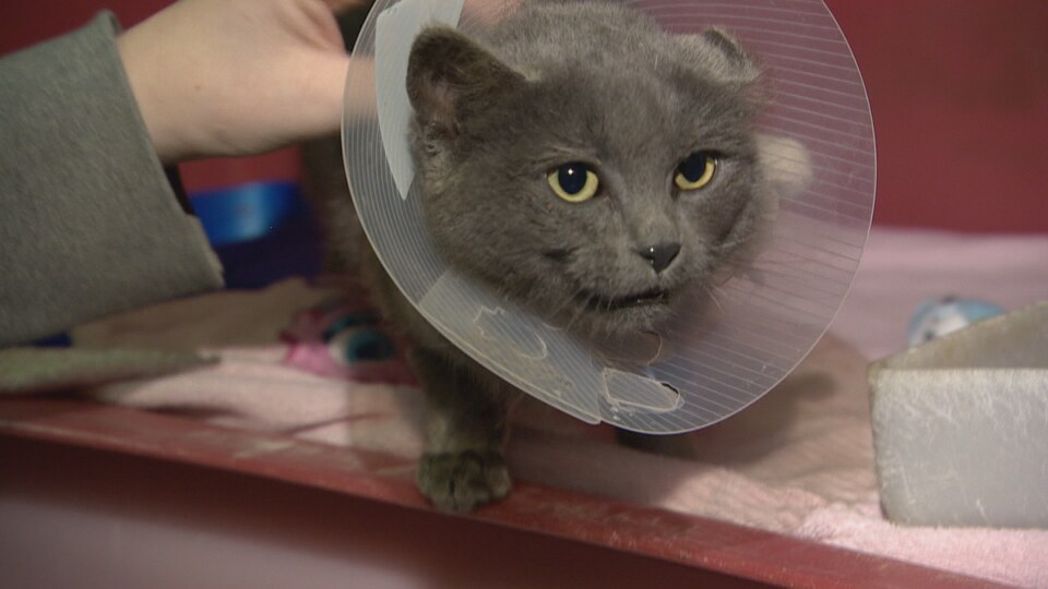 Les Animaux Peuvent Trouver Refuge Dans Le Moteur Des Vehicules Par Temps Froid Radio Canada Ca