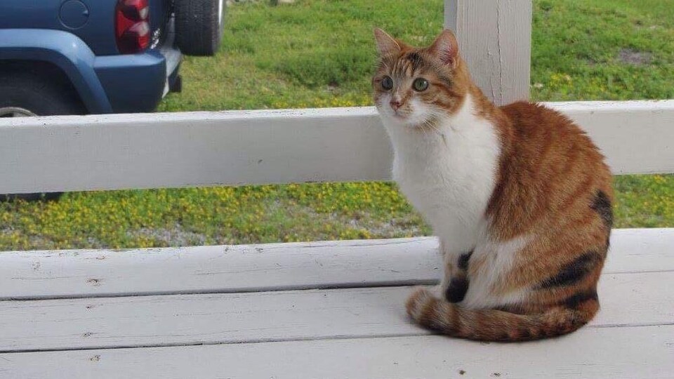 Une chatte sur un balcon