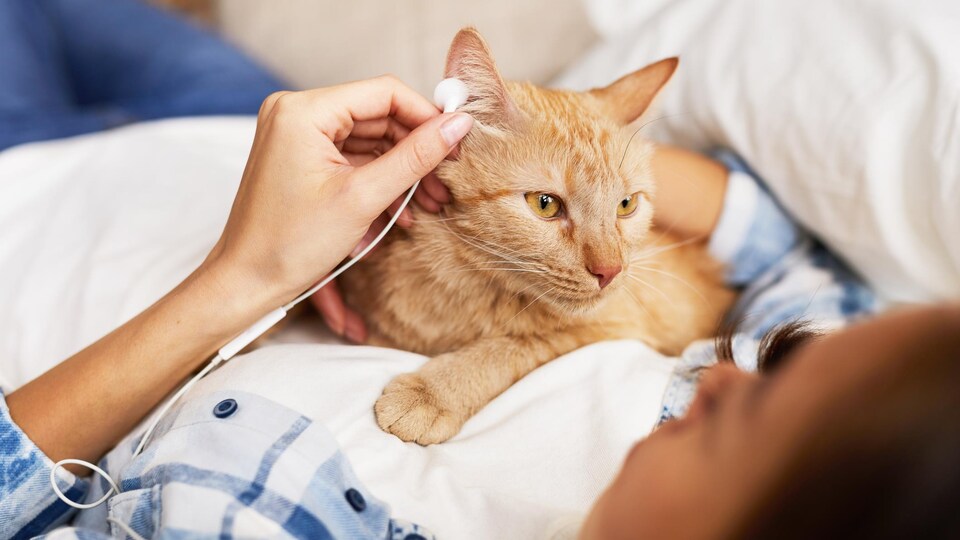 Un chat couché sur une femme qui lui tend un écouteur à l'oreille.