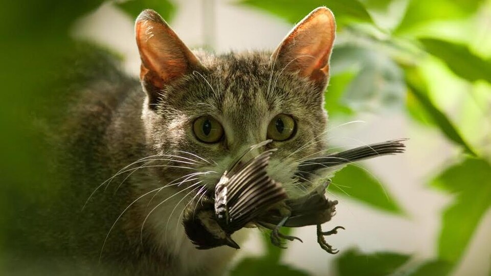Un chat tient un oiseau dans sa bouche