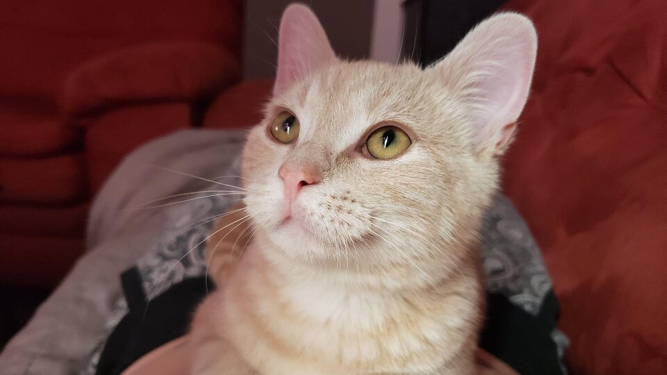 Dewy, le chat de Riley McCann.