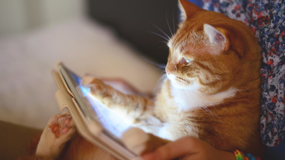 Photo d'un chat jouant sur une tablette.