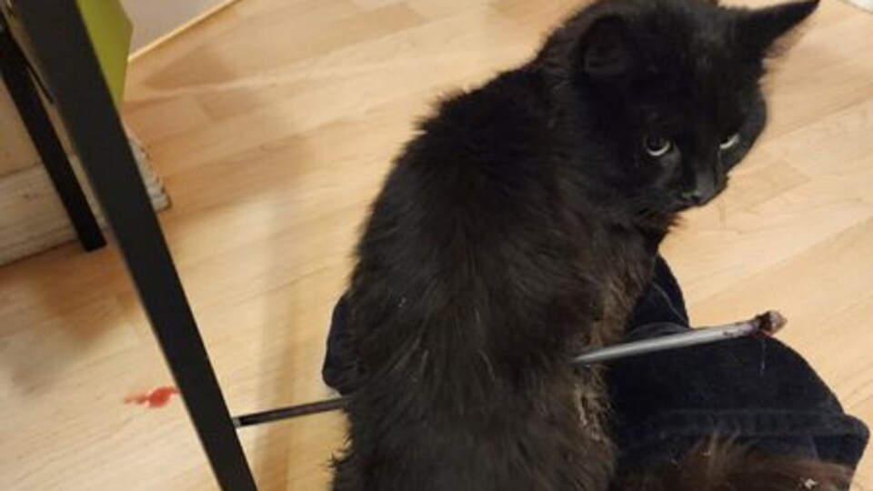 Un chat noir victime de cruauté, transpercé d'une flèche.