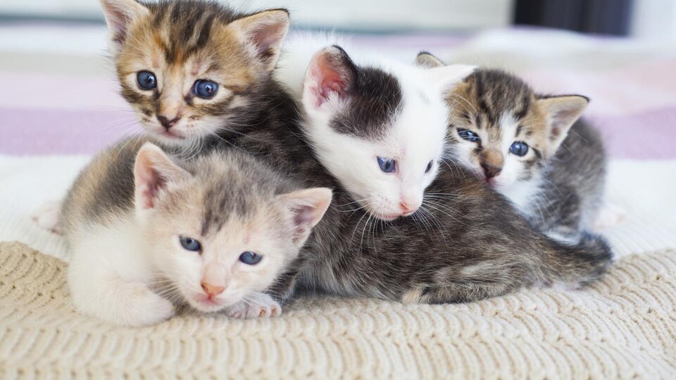 Quatre jeunes chatons tachetés se serrent sur une couverture.