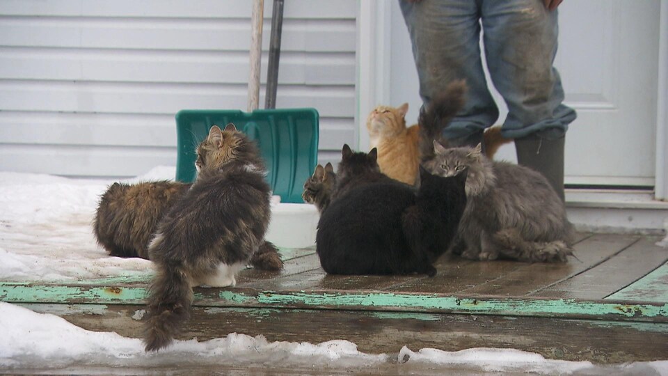 Plusieurs chats se sont regroupés sur le perron d'un citoyen de La Martre.