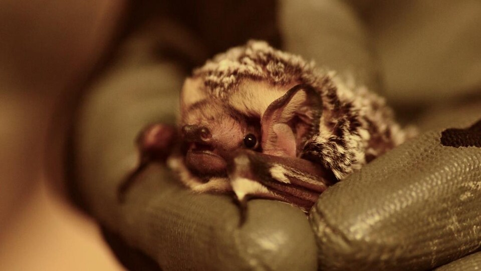 Une chauve-souris est tenue entre les doigts d'une main portant un gant de caoutchouc.
