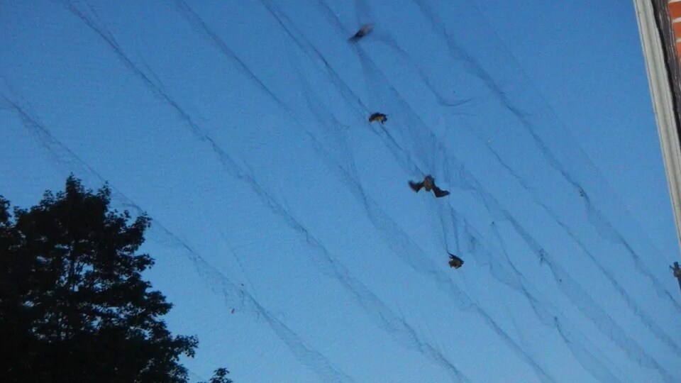 Des chauves-souris prises dans des filets.