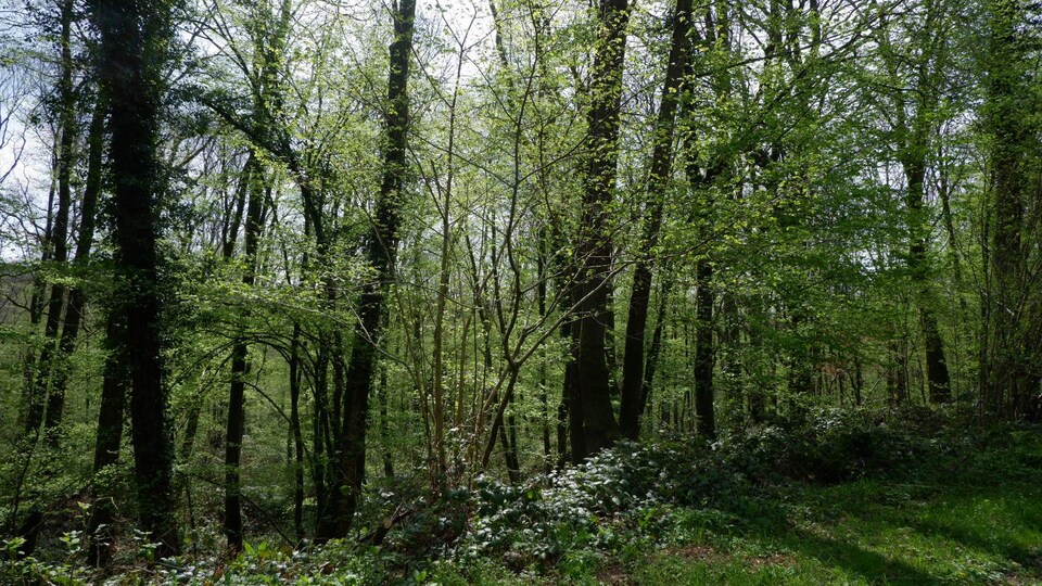 The Hirson municipal forest.