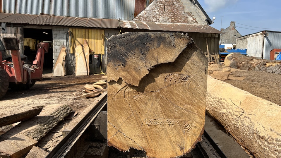 An oak changed into a beam. 