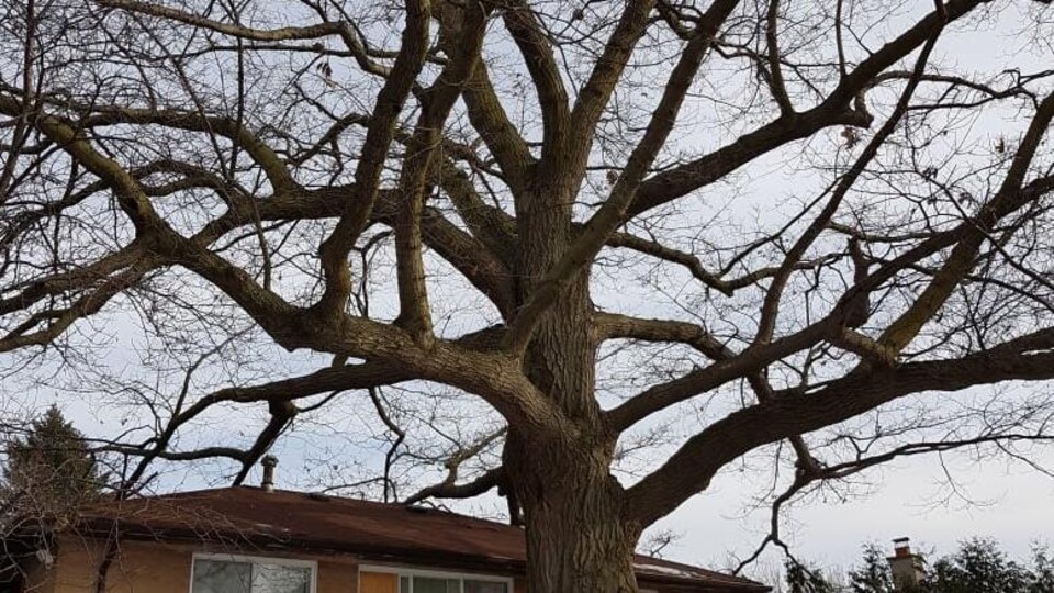 Photo d'un énorme arbre qui pousse au-dessus du toit d'une maison