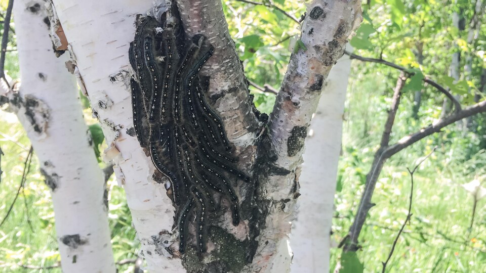 Des livrées des forêts sur un bouleau.