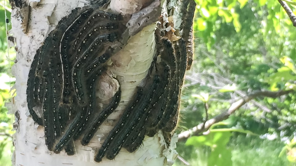 Des livrées des forêts regroupées sur un arbre