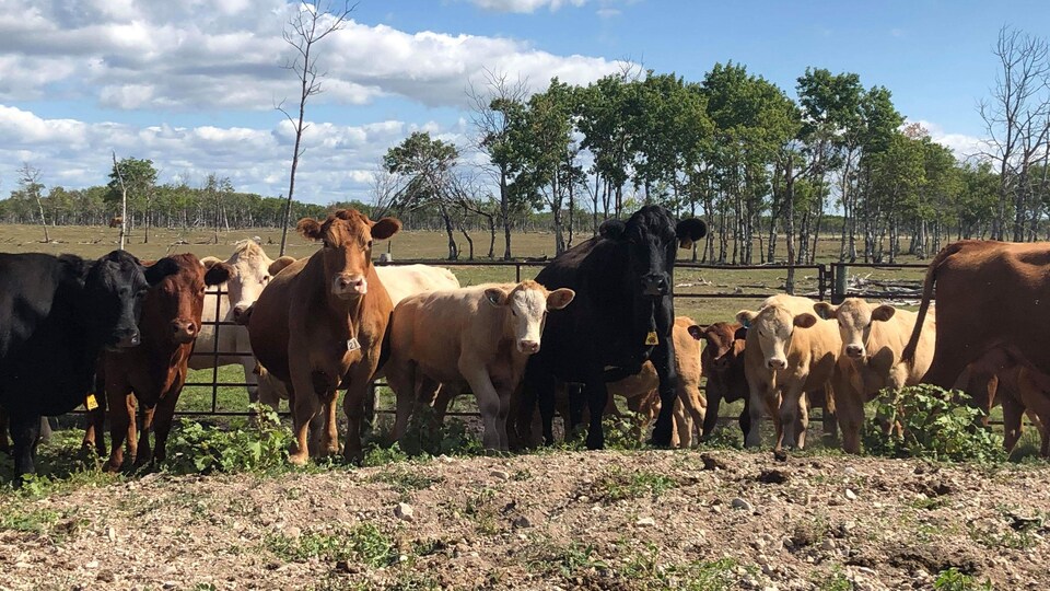 Une douzaine de vaches, dans un hamp, regardent vers la caméra.