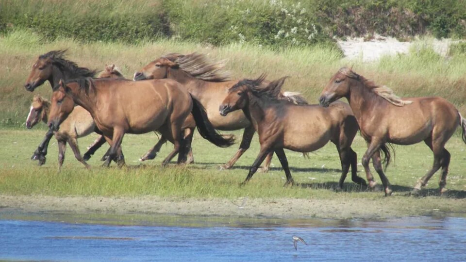 Les chevaux sauvages de l'île de Sable galopent.