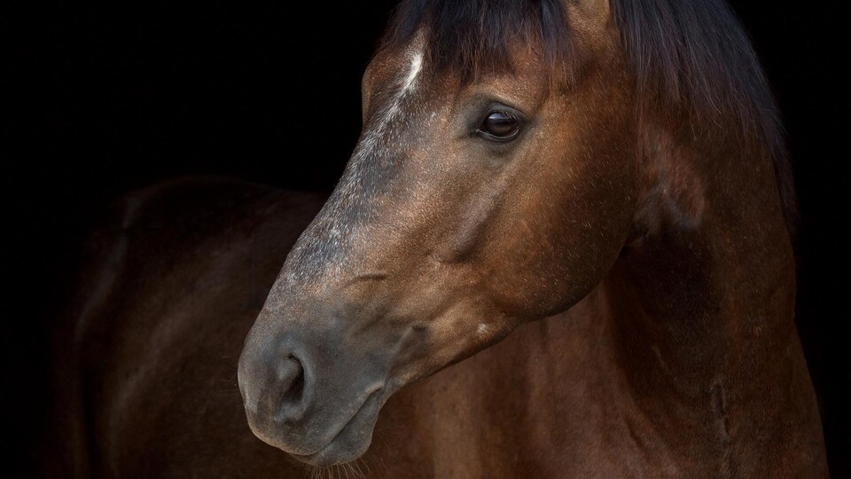 Un cheval.