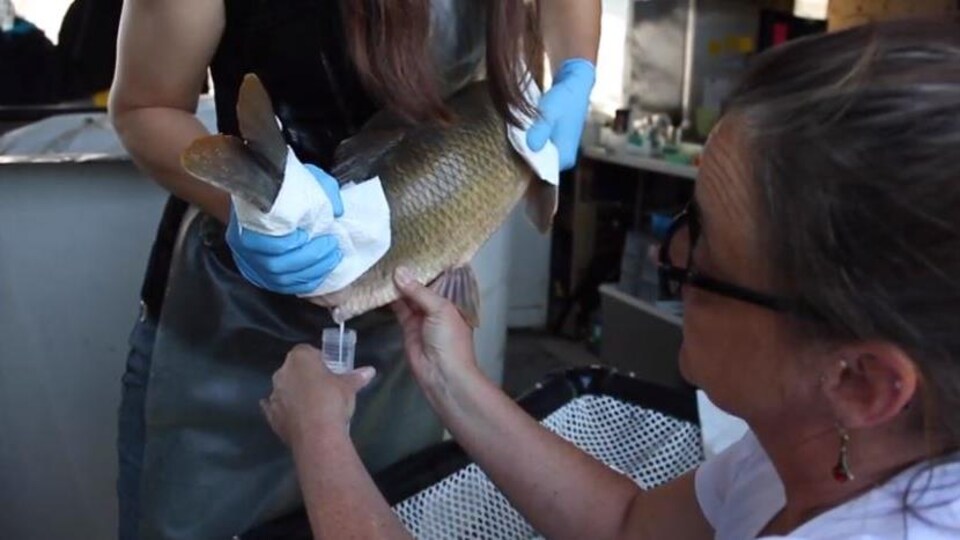 Une employée tient le poisson alors qu'une autre recueille la laitance dans un tube.