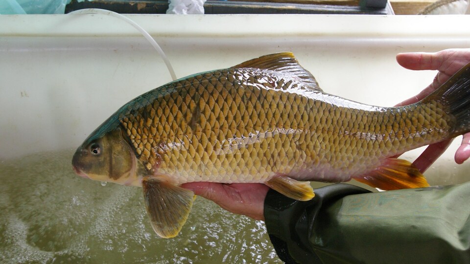 Une personne tient le poisson au-dessus d'un récipient rempli d'eau.
