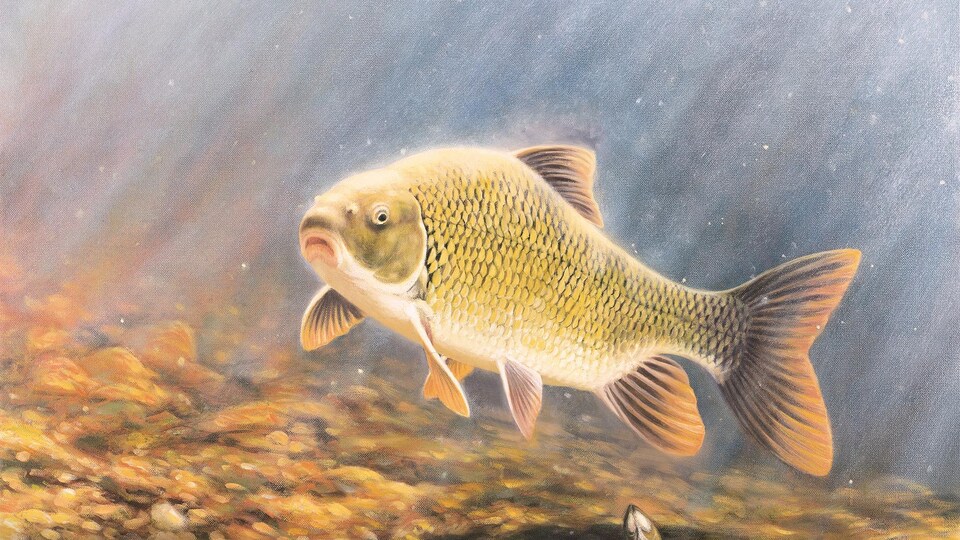 Un dessin représentant le poisson.
