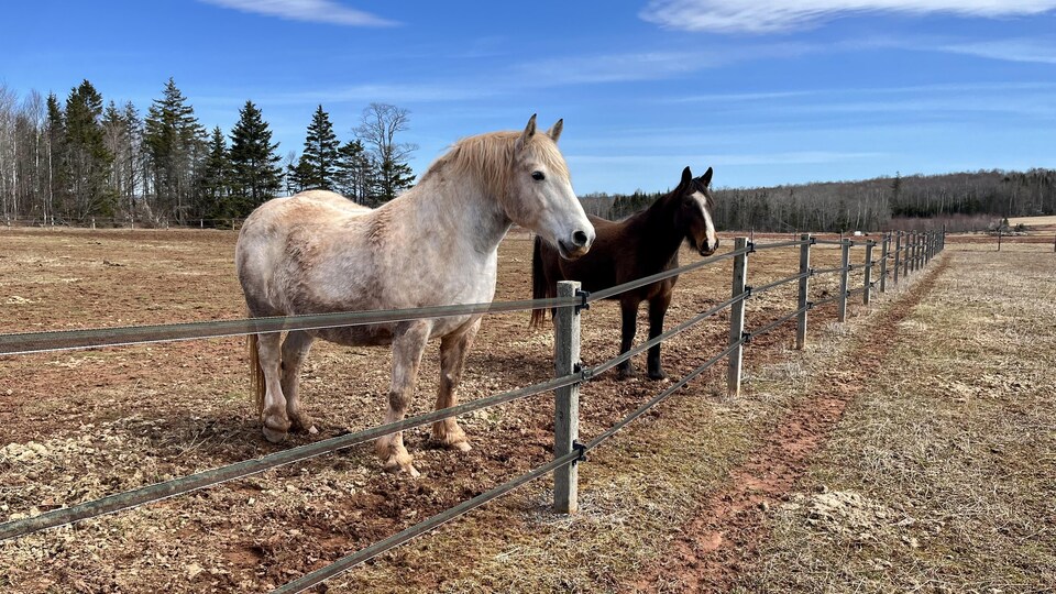 Deux chevaux dans un enclos.