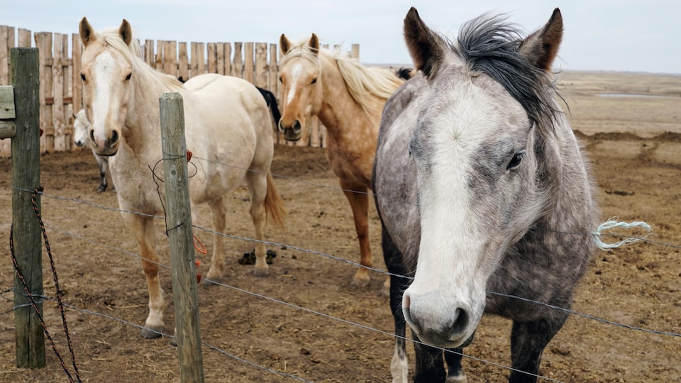 Des chevaux dans un enclos en Alberta.