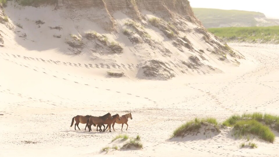 Des chevaux près d'une haute dune de sable.
