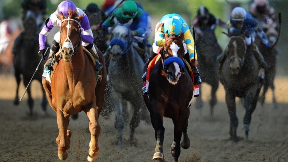 Des chevaux en pleine course à l'hippodrome.