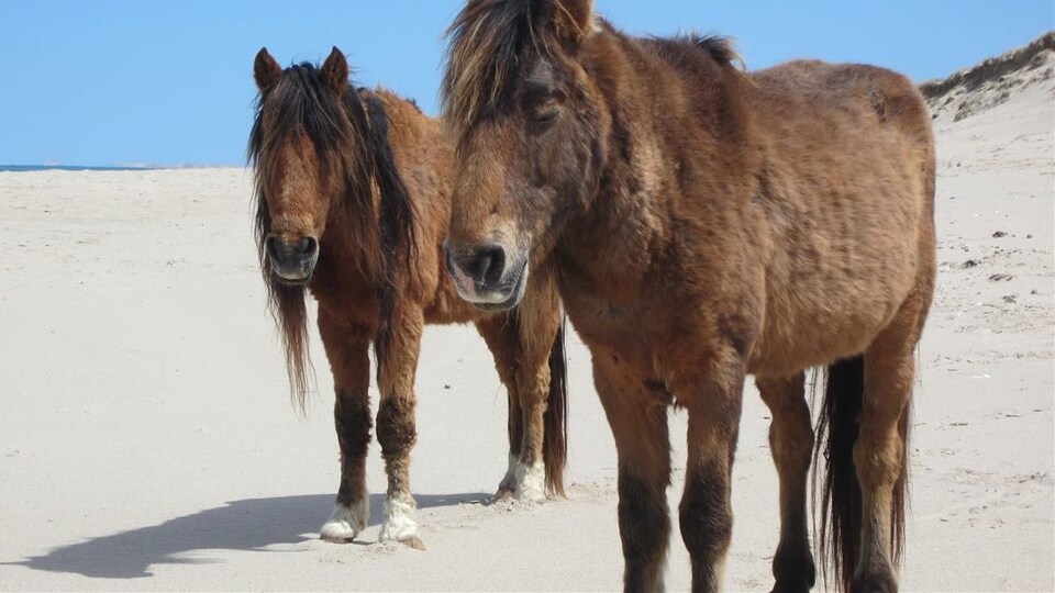 Deux chevaux sauvages près d'une dune sablonneuse.