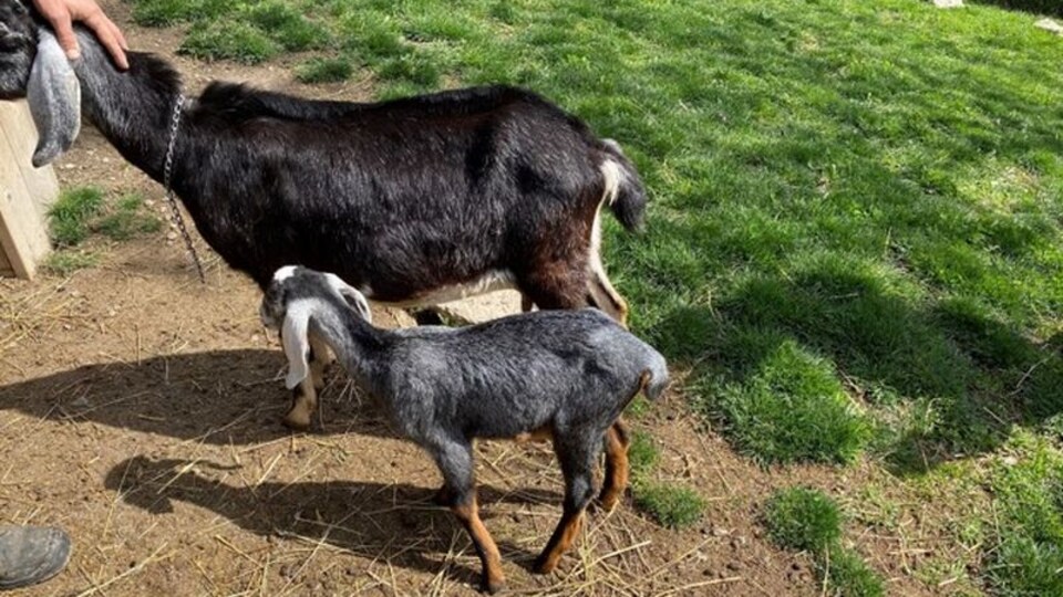 La Police De Toronto Enquete Sur Le Vol D Un Bebe Chevre Radio Canada Ca