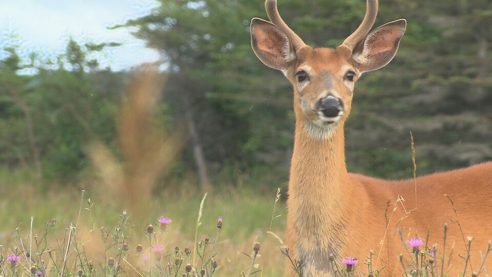 Chevreuil dans un champ sur l'Île d'Anticosti.