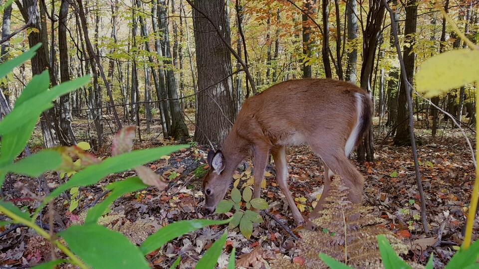 Un cerf semble chercher de la nourriture parmi les feuilles mortes sur le sol.