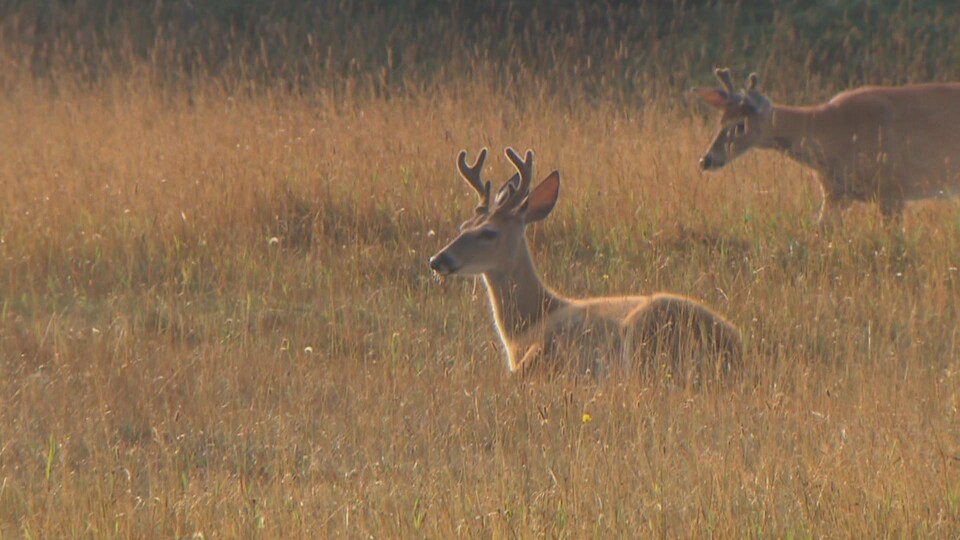 Deux cerfs de Virginie dans les herbes hautes.