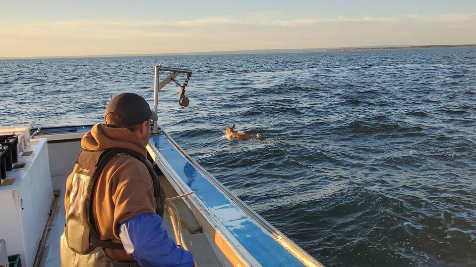 Un pêcheur dans son bateau regardant le chevreuil en train de nager.