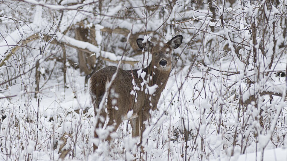 Un chevreuil dans un boisé couvert de neige.