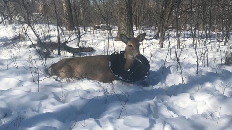 Un chevreuil est couché dans la neige, avec le couvercle de plastique d'une poubelle autour du cou.