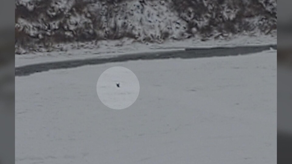 Une tête de chevreuil dans la rivière.