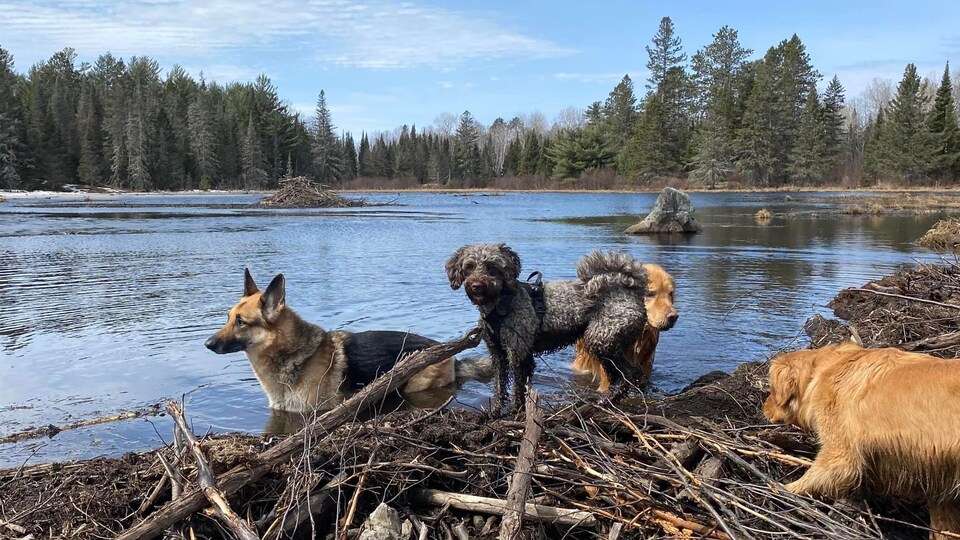 Garderies pour chiens un secteur en pleine expansion RadioCanada.ca