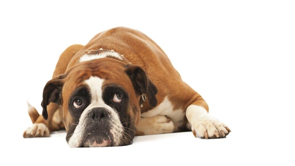 Un chien lève les yeux au ciel comme s'il jouait la comédie
