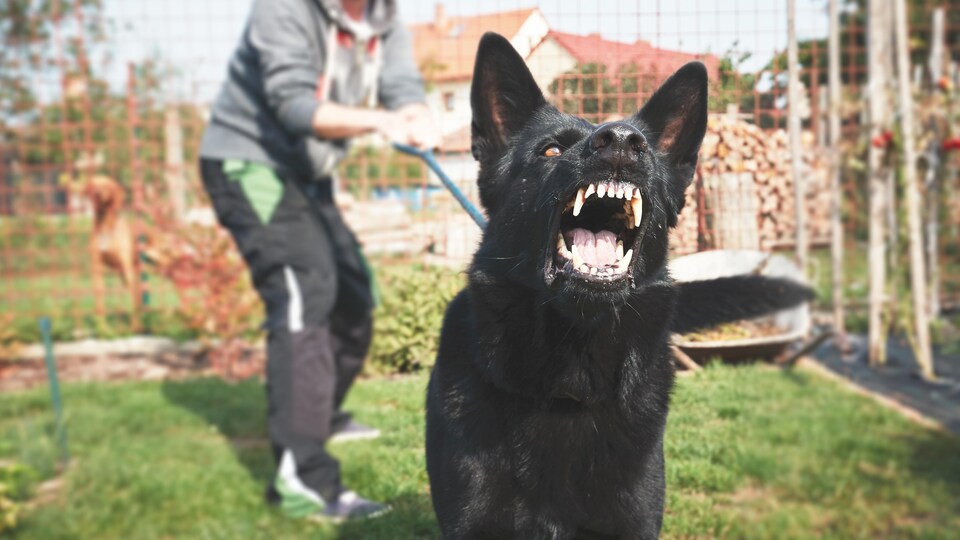 Un homme retient un chien agressif par sa laisse.
