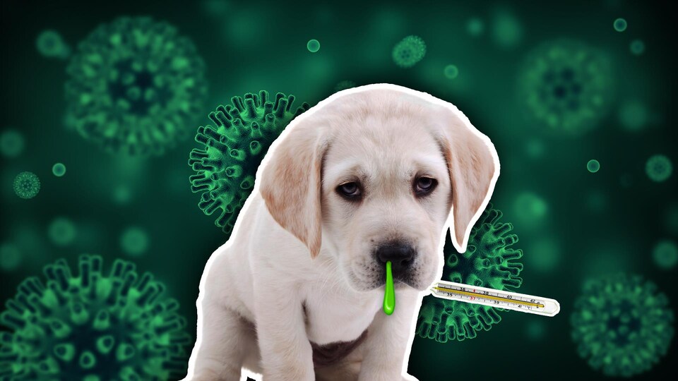 Un chiot, placé devant un fond vert où l'on voit des particules de microbes, a des mucosités vertes qui lui pendent du nez.