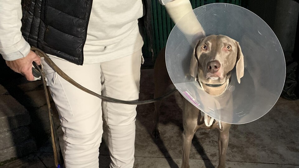 La Femme Mordue Par Un Chien Montre Du Doigt La Spa Mauricie