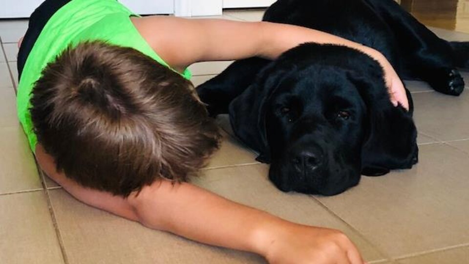 Watson, une labernoise de deux ans, aux côtés d'un petit garçon couché au sol.