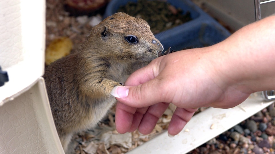 A woman touches a prairie dog in a cage.