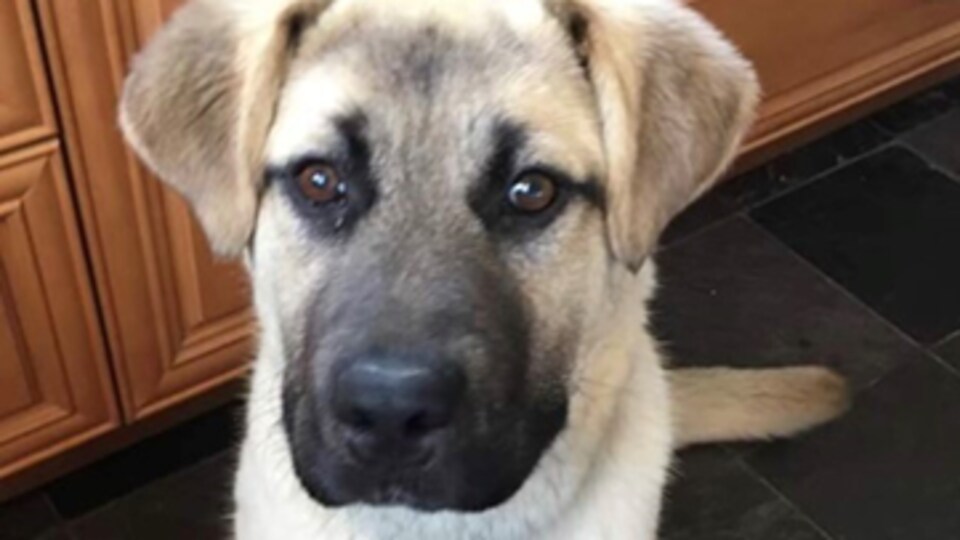 Un chien aux poils châtain clair et des nuances sombres autour de ses oreilles et de son museau.