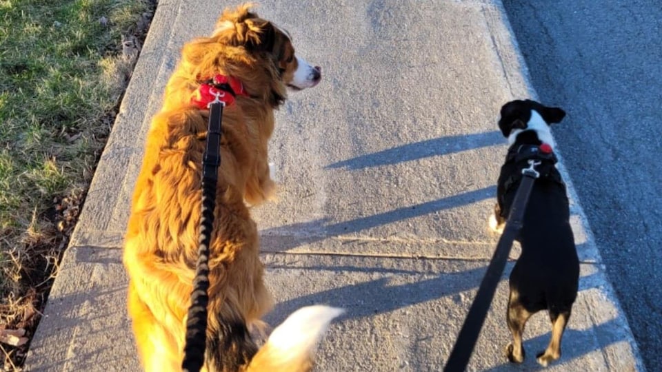 Two tied dogs are walking on the sidewalk.