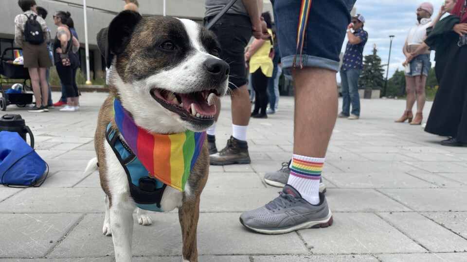 Un chien qui porte un bandana aux couleurs de l'arc-en-ciel. 