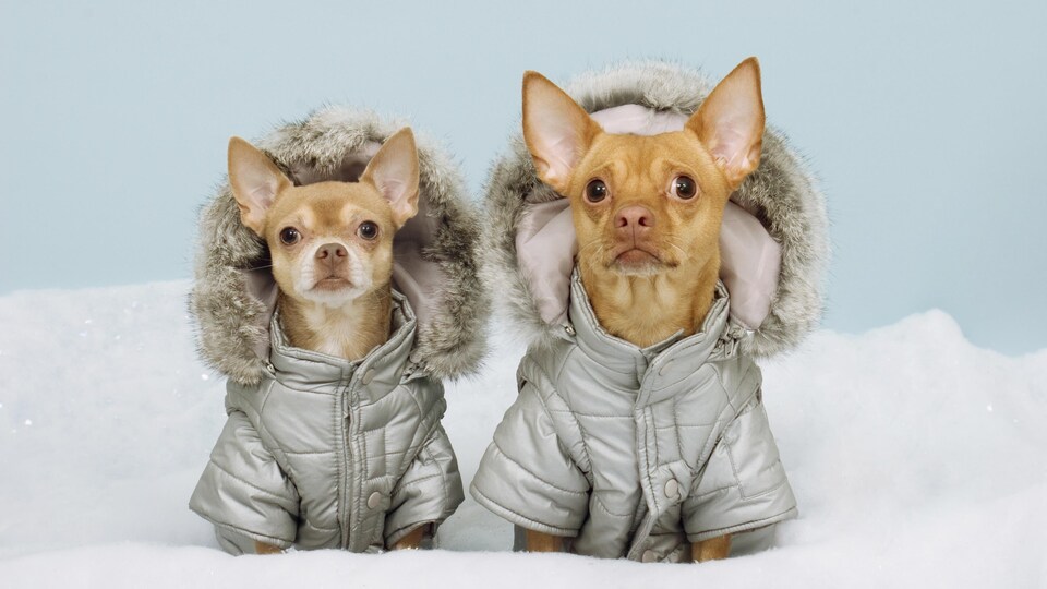 Deux chihuahuas porte un manteau d'hiver gris.