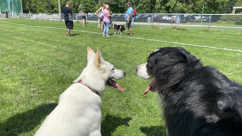 Deux chiens se font face dans un parc. 